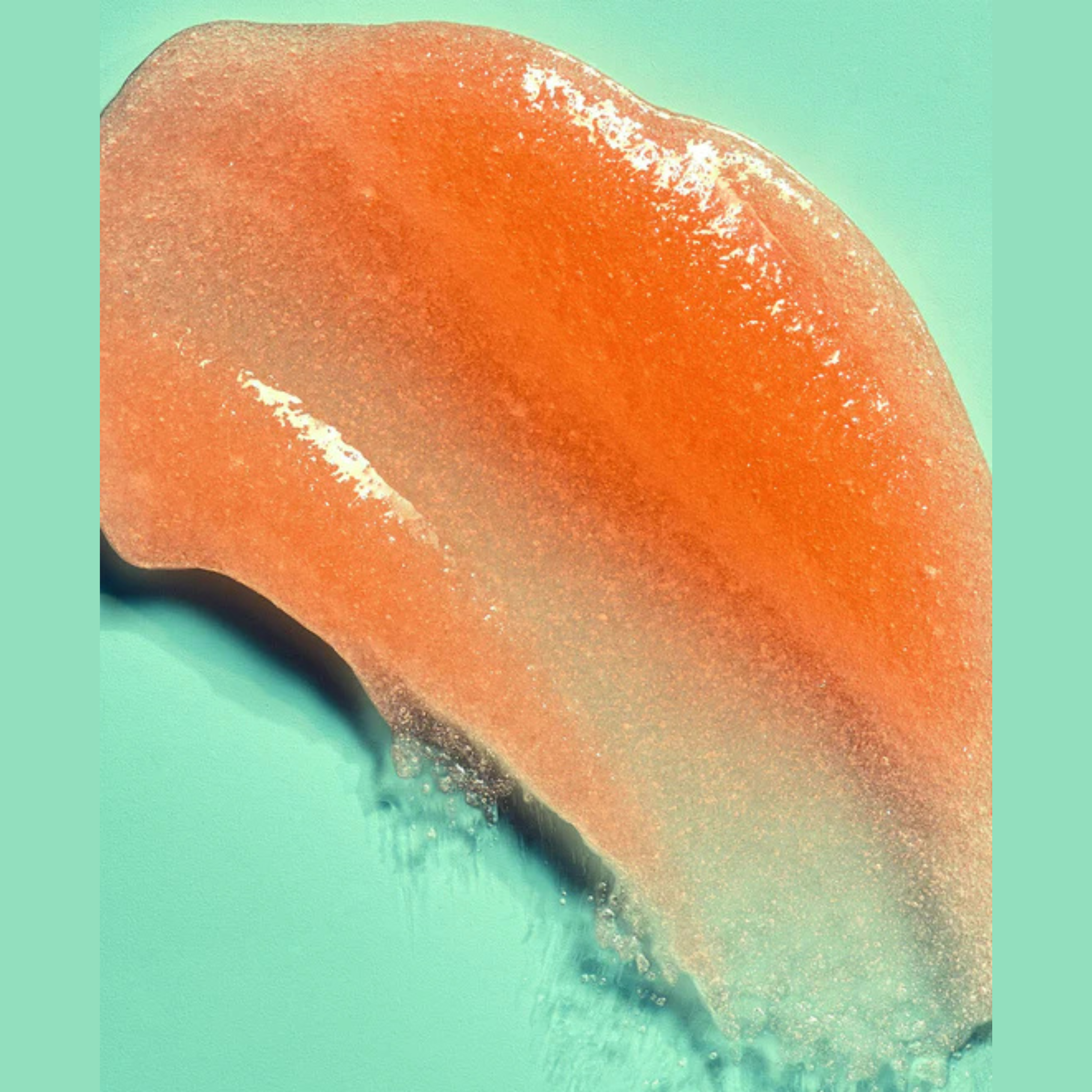 Tree Hut - bikini reef shea sugar scrub