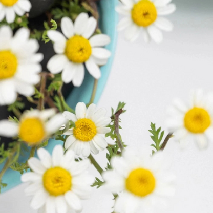 eos - Chamomile Lip Balm 2-Pack