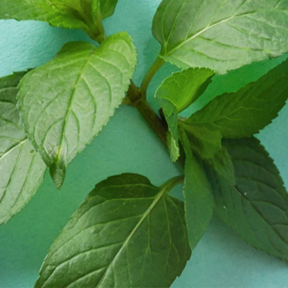 eos - Sweet Mint Lip Balm